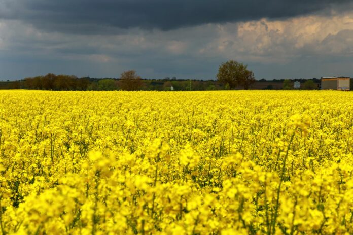 colza amarilla biofuel